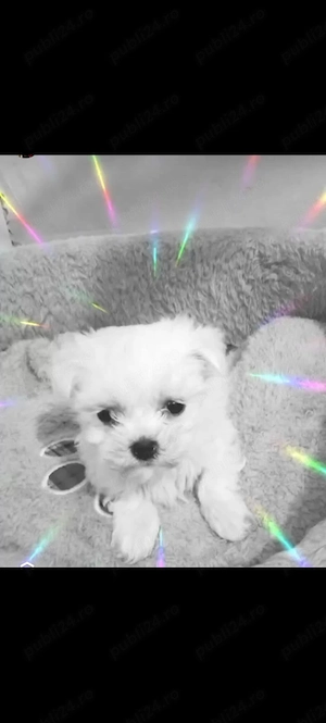 Fetita bichon maltez  mini toy 
