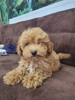 catel maltipoo - imagine 3