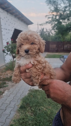 catel maltipoo - imagine 4