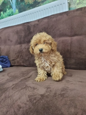 catel maltipoo - imagine 2