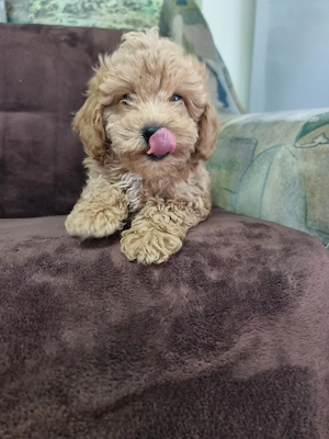 catel maltipoo