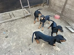 copoi ardelenesc 
