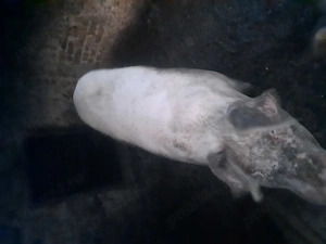 Porc de vinzare  - imagine 2