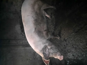 Porc de vinzare 