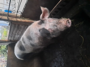 Porc de vinzare  - imagine 5