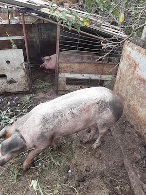 Porc 130 kg