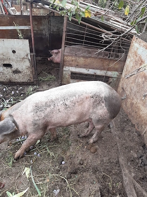 Porc 130 kg - imagine 3