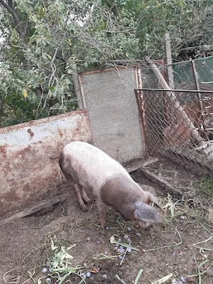 Porc 130 kg - imagine 2