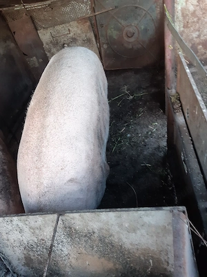 Porc 300 kg - imagine 2