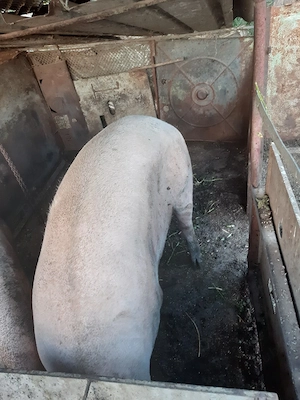 Porc 300 kg
