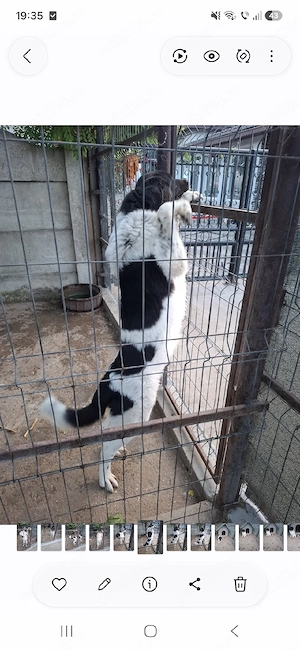 Vand ciobanesc de bucovina,femelă.  - imagine 2