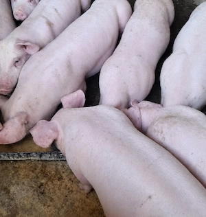 porci castrați 