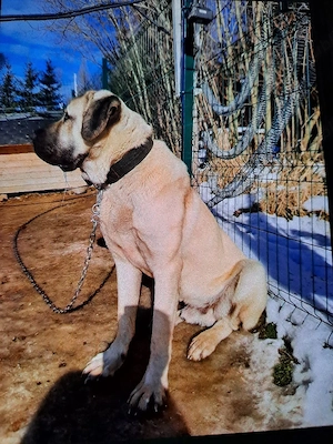 Pui Kangal talie mare - imagine 3