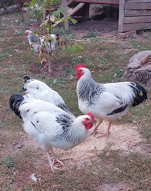Sussex Mai 2026