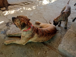 Mascul caută F Presa Dogo Canario Import Serbia cu Pedigree FCI Giurgiu - imagine 3