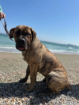 Mascul caută F Presa Dogo Canario Import Serbia cu Pedigree FCI Giurgiu - imagine 4
