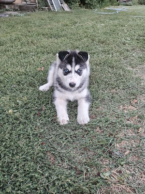 Cățeluși Husky disponibili pentru rezervare