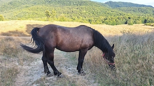 Pereche de iepe de vanzare! 
