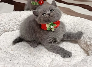 british shorthair