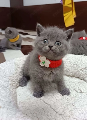 british shorthair - imagine 3