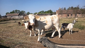 Vaca  la  a 2 fătare baltata