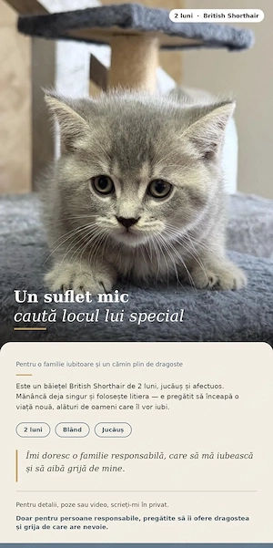 British shorthair 