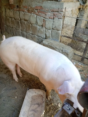 vand porci rasa carne - imagine 3