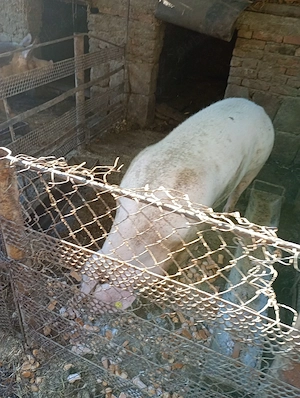 vand porci rasa carne - imagine 3