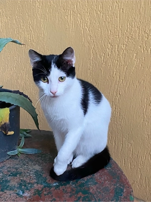 Adoptie motănel pui - imagine 3