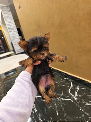 Yorkshire terrier mini toy - imagine 3