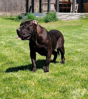 Presa Canario   Pui de Excepție, Fawn și Negri, Pedigree - imagine 4