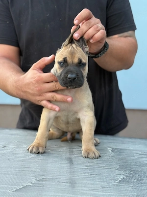 Presa Canario   Pui de Excepție, Fawn și Negri, Pedigree - imagine 2