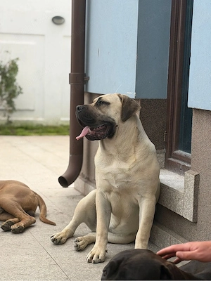 Presa Canario   Pui de Excepție, Fawn și Negri, Pedigree - imagine 3