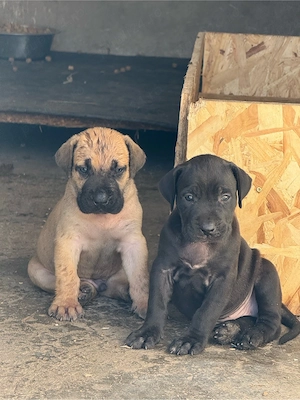 Presa Canario   Pui de Excepție, Fawn și Negri, Pedigree - imagine 5