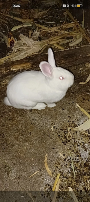 mascul de vânzare bun pentru monta 