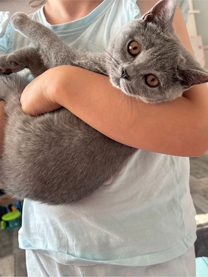 Cautam casuta pentru 2 pisicute British Shorthair - imagine 4
