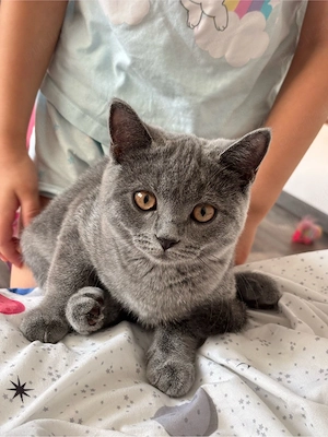 Cautam casuta pentru 2 pisicute British Shorthair - imagine 5