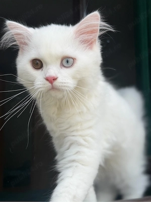 vand baietel british longhair - imagine 3
