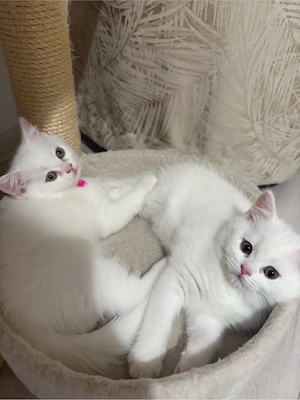 British  Shorthair 