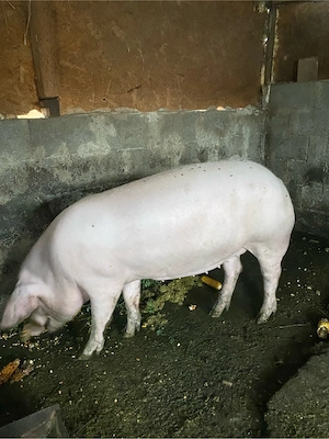 scrofiță de ținut 120-130 kg