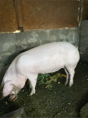 scrofiță de ținut 120-130 kg - imagine 2