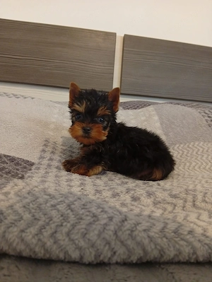 Pui Yorkshire Terrier - imagine 3