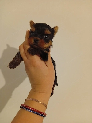 Pui Yorkshire Terrier - imagine 2