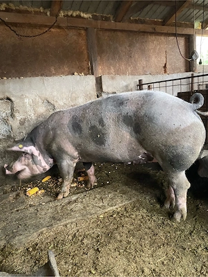 scroafa pietrain 240-250 kg - imagine 3