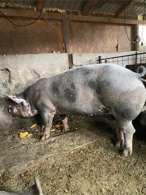 scroafa pietrain 240-250 kg - imagine 2