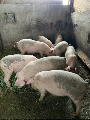 purcei de 9 saptamani