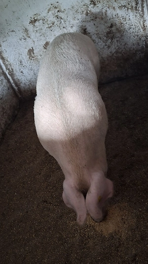 Porc 250 kg - imagine 3
