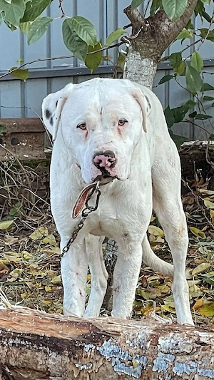 Vand pui din rasă Dog Argentinian
