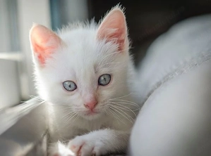 Angora turceasca 1000 lei 
