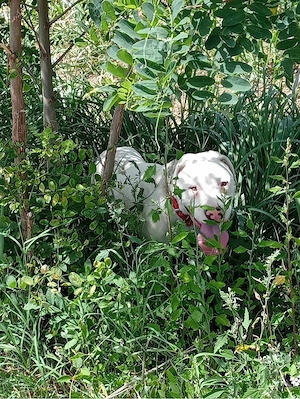 Vand pui din rasă Dog Argentinian - imagine 4